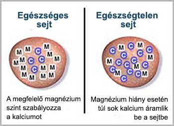 A magnézium szabályozza a kalciumszintet