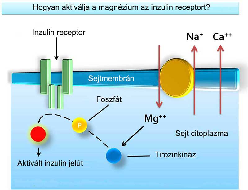 A magnézium a tirozinkinázon keresztül aktiválja az inzulin receptort