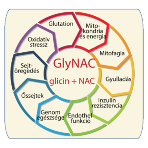 A GlyNAC kedvező hatásai