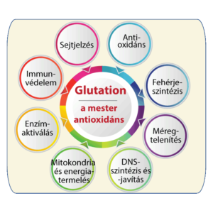 A glutation kedvező hatásai